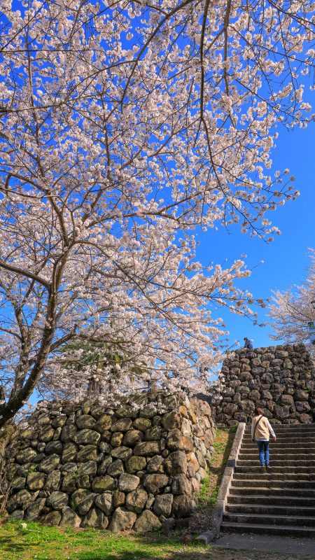 城山公園（鳥羽城跡）の写真「桜に包まれる城跡」