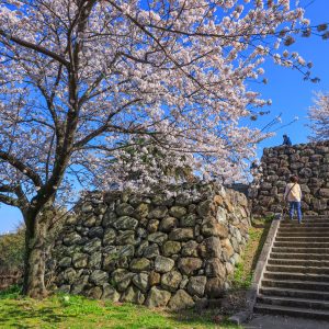 桜と石垣