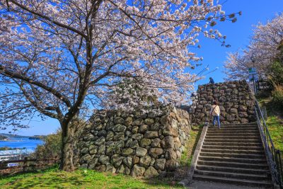 城山公園（鳥羽城跡）の写真「桜と石垣」