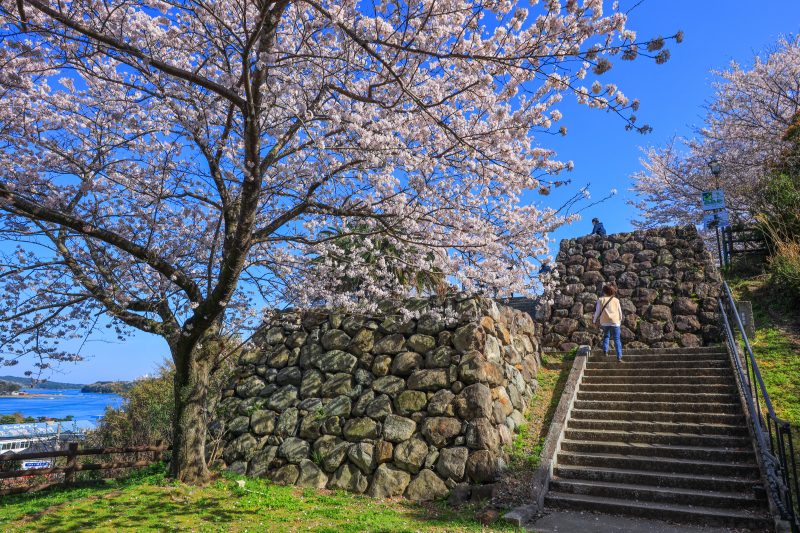 城山公園（鳥羽城跡）の写真「桜と石垣」