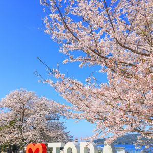 城山公園（鳥羽城跡）の写真「ハートTOBAのモニュメントと満開の桜」