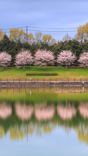 調整池の桜リフレクション