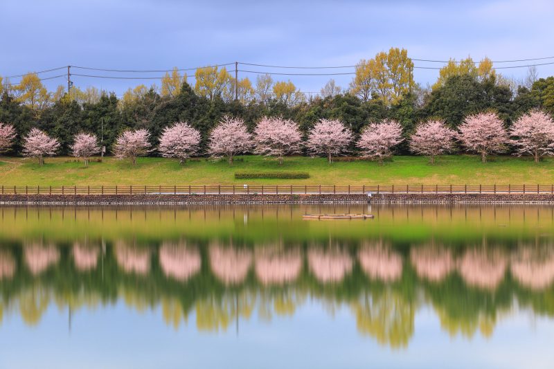 中勢グリーンパークの写真「調整池の桜リフレクション」