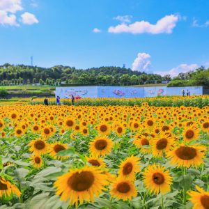 2022年の満開ひまわり