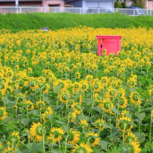 １つだけこっち向いてる