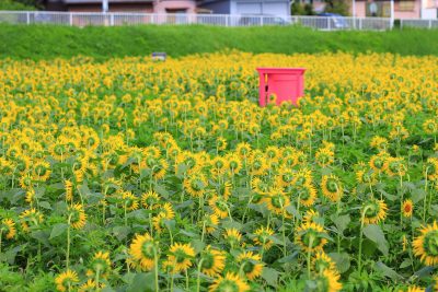 とことめの里 一志の写真「１つだけこっち向いてる」