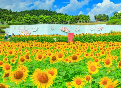とことめの里 一志の写真「幸せを呼ぶどこでもドア」