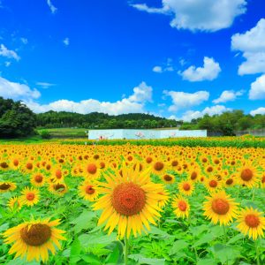 夏雲と黄色いひまわり