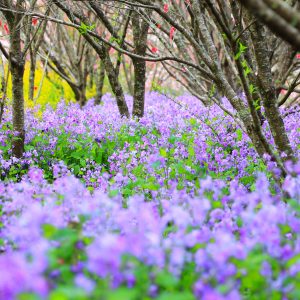 ムラサキハナナ（ショカツサイ）の森