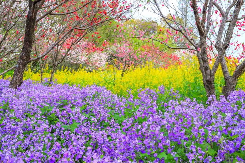 三重県営サンアリーナ 花の広場の写真「黄色と紫色の菜の花の共演」