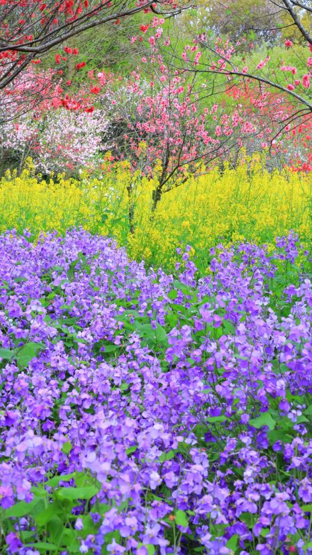 無料スマホ壁紙「紫・黄の菜の花と花桃」