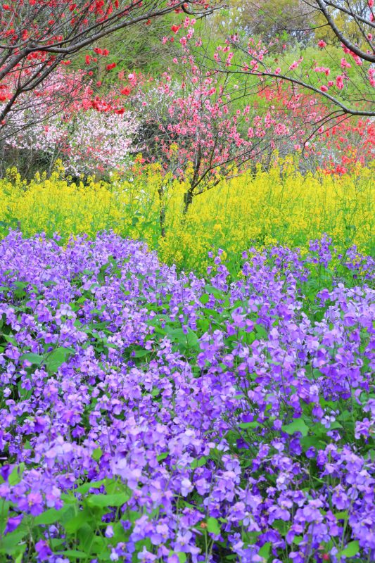 三重県営サンアリーナ 花の広場の写真「紫・黄の菜の花と花桃」