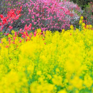 三重県営サンアリーナ 花の広場の写真「紅白の花桃と菜の花」
