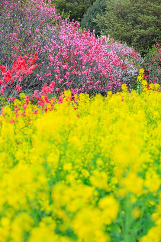 三重県営サンアリーナ 花の広場の写真「紅白の花桃と菜の花」
