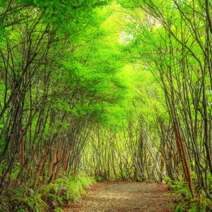 丸山公園のドウダンツツジの写真「新緑に染まるトトロの森」