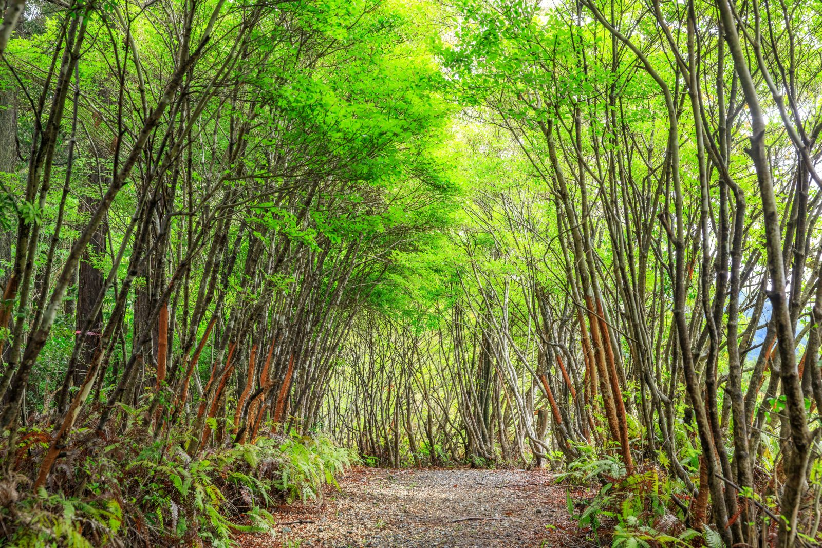 丸山公園のドウダンツツジの写真「新緑に輝くトトロの森」