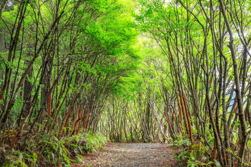 丸山公園のドウダンツツジの写真「新緑に輝くトトロの森」