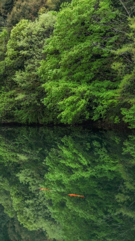 無料スマホ壁紙「新緑の水鏡」