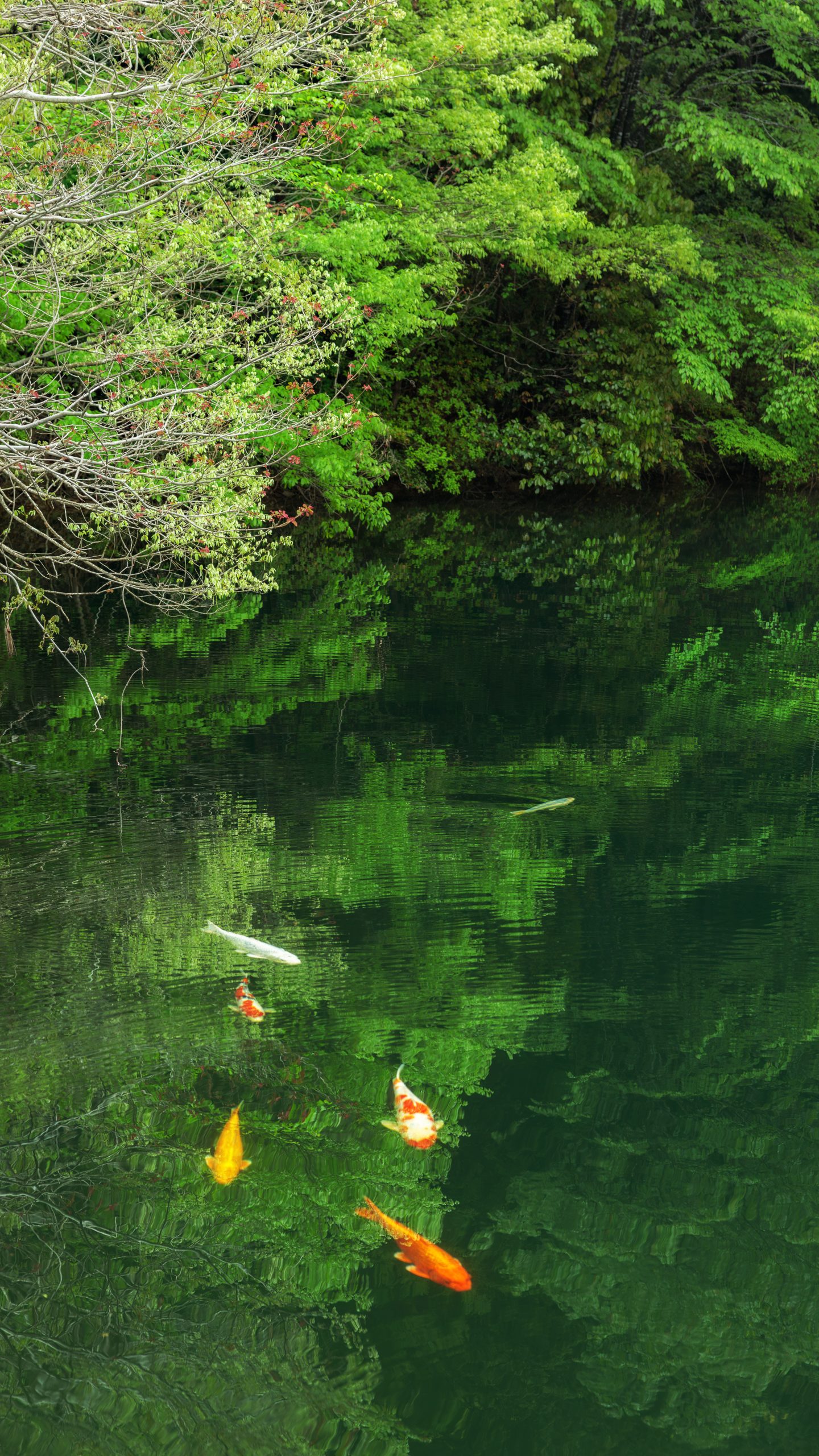 無料スマホ壁紙 新緑のモネの池。AndroidとiPhoneに対応した4K高画質の無料待ち受け画像。三重県大台町の真手公園で撮影したフリー写真素材