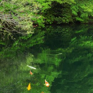 真手公園の写真「新緑のモネの池」