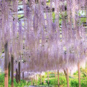 藤の絨毯が続く藤トンネル