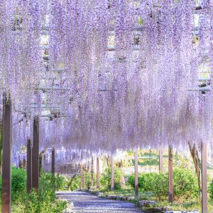 圧巻の藤トンネル