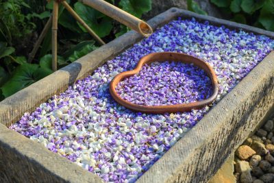 かざはやの里の写真「藤の花手水」