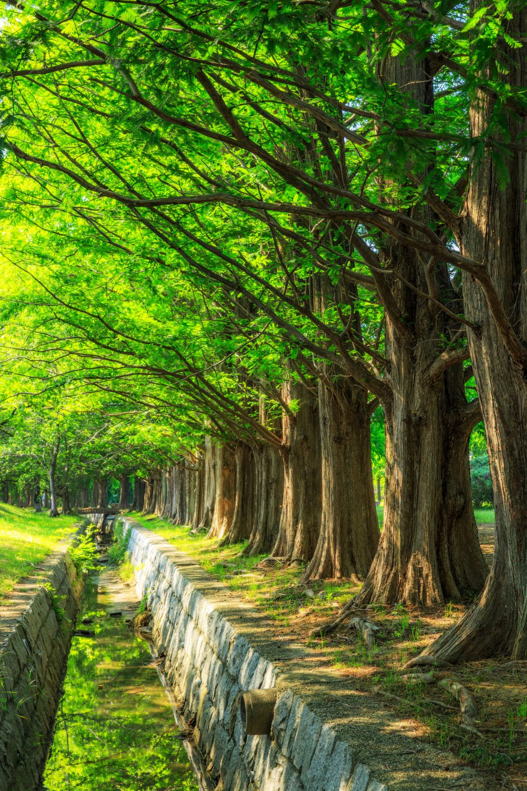 石垣池公園の写真「新緑の水路とメタセコイア並木」