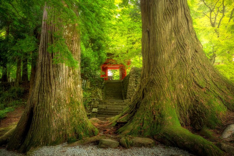 真福院の写真「参道に佇む大樹と朱色の山門」