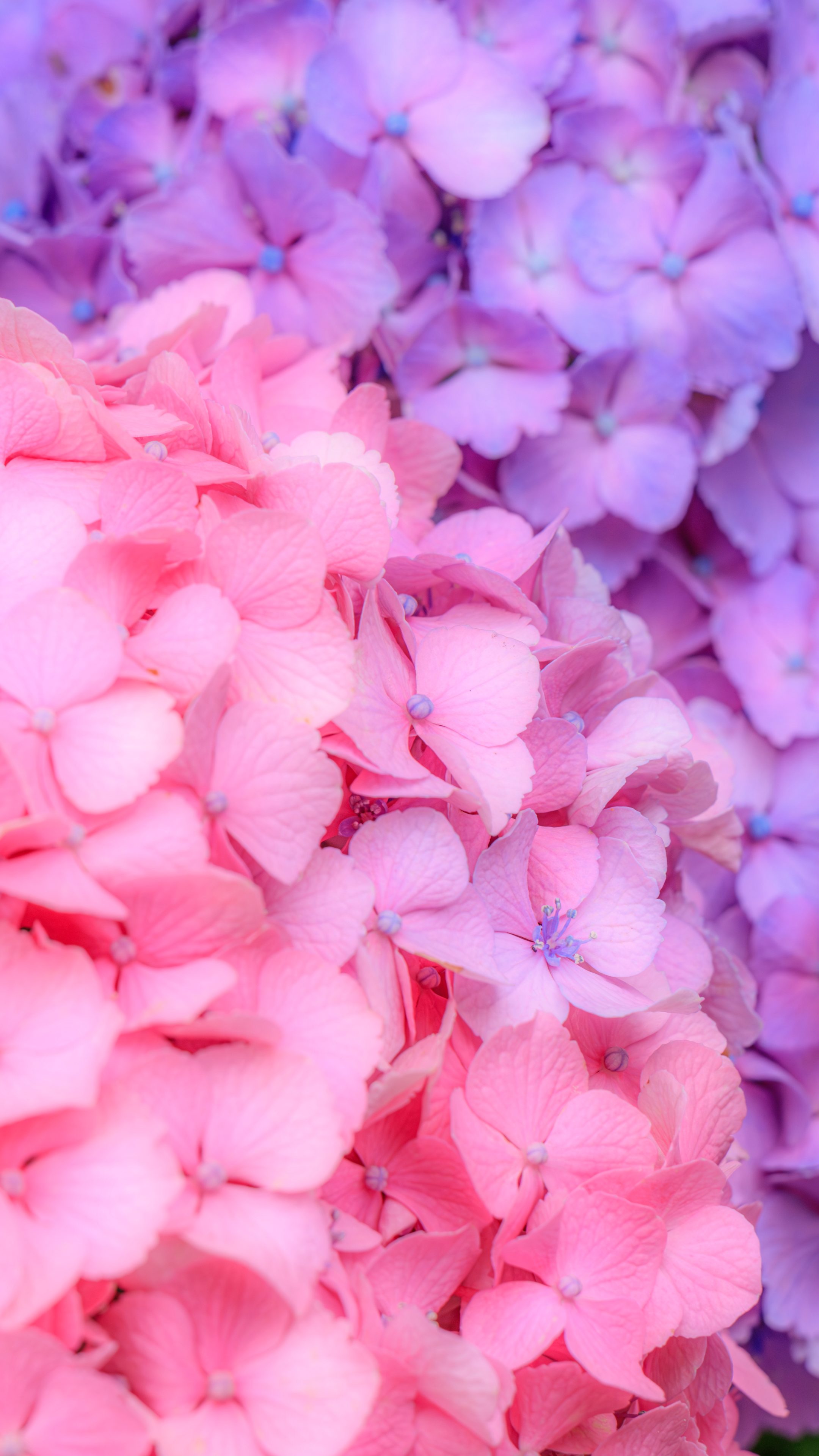 無料スマホ壁紙 ピンクと紫の紫陽花。AndroidとiPhoneに対応した4K高画質の無料待ち受け画像。三重県津市のかざはやの里で撮影したフリー写真素材