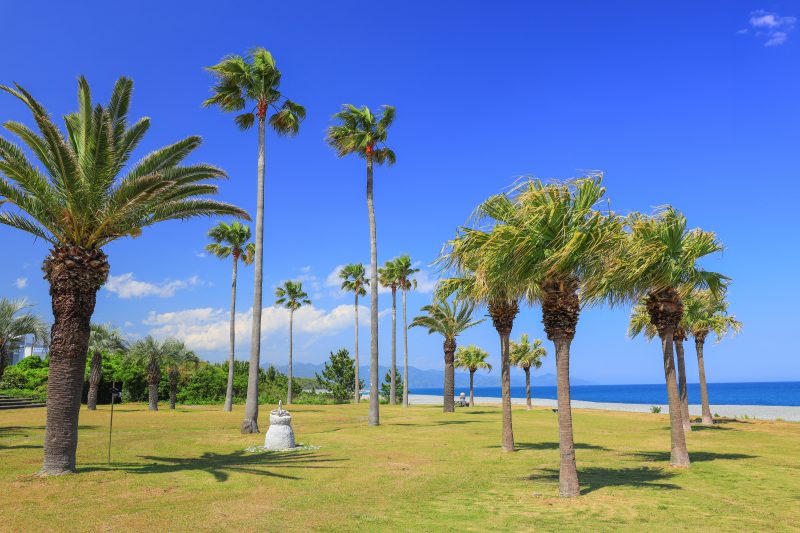 七里御浜ふれあいビーチの写真「ヤシの木が広がるビーチ」