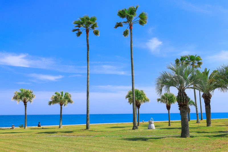 七里御浜ふれあいビーチの写真「立派なヤシの木が広がるビーチ」