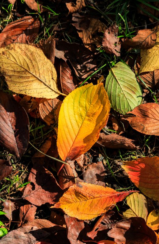 石垣池公園の写真「紅葉の絨毯」