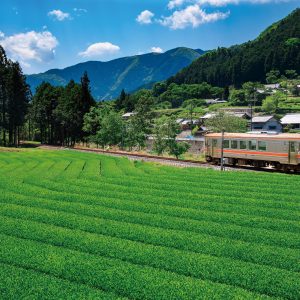 名松線の写真「【美杉茶】名松線と茶畑」