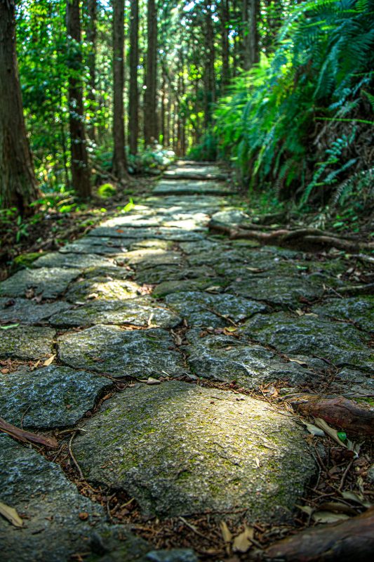松本峠の写真「新緑の石畳」