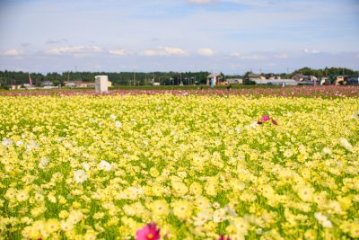 田光のコスモス畑の写真「満開のコスモス」