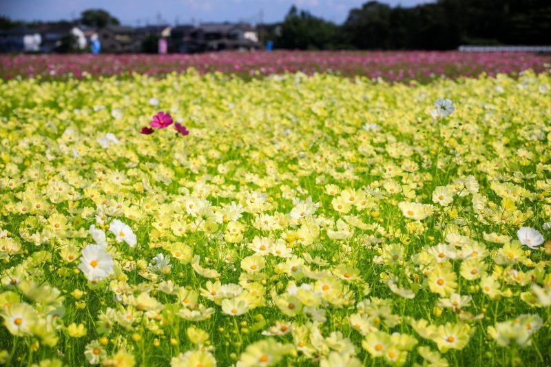 田光のコスモス畑の写真「赤〜白〜黄色〜♪」
