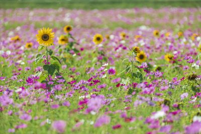田光のコスモス畑の写真「小さいヒマワリ見つけた」