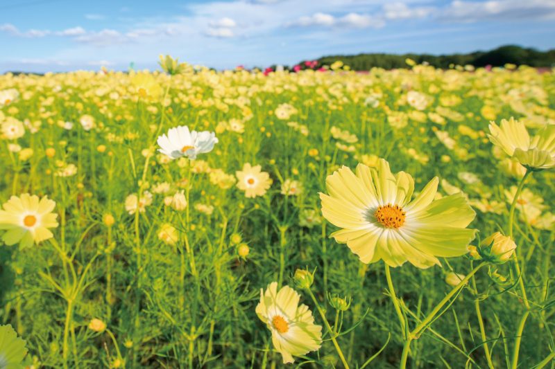 田光のコスモス畑の写真「黄色のコスモス」