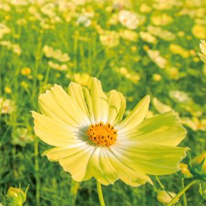 田光のコスモス畑の写真「幸せを呼ぶ黄色いコスモス」