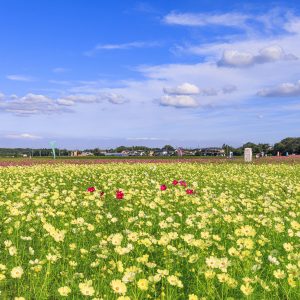 青空と黄色いコスモス