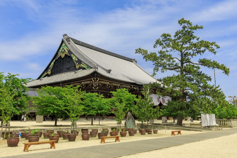 高田本山専修寺の写真「初夏の青空と御影堂」