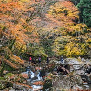 赤目四十八滝の写真「紅葉だらけの石橋を渡る人々」