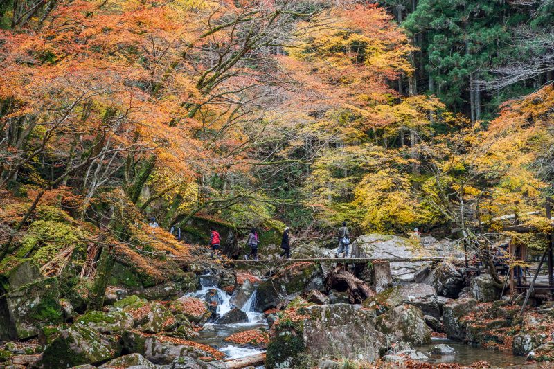 赤目四十八滝の写真「紅葉だらけの石橋を渡る人々」