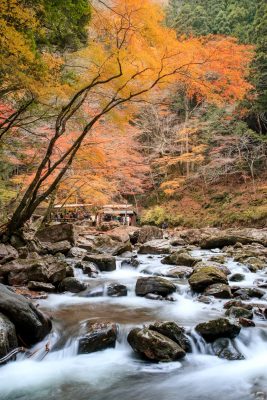 赤目四十八滝の写真「紅葉と川のせせらぎ」