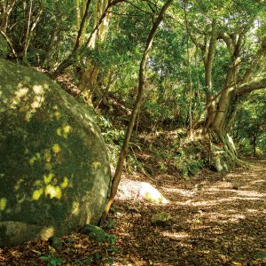 楯ヶ崎園地の登山道