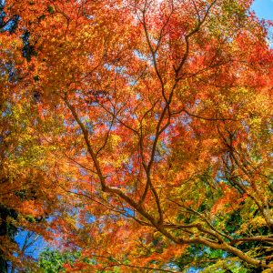 積田神社の写真「魚眼で見る紅葉」