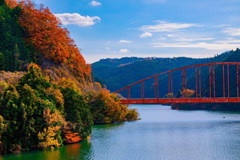 青蓮寺湖の写真「紅葉と赤い橋」