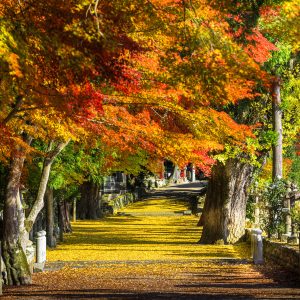 紅葉と黄金のじゅうたん