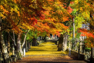 積田神社の写真「紅葉と黄金のじゅうたん」
